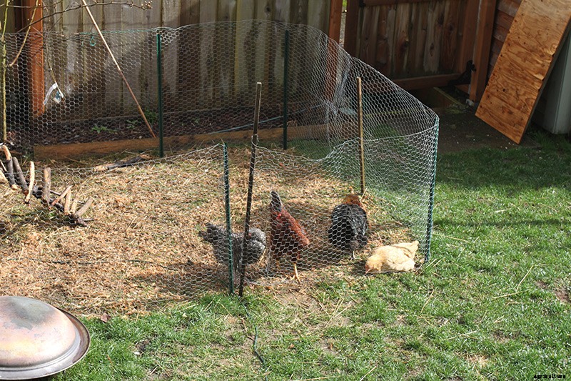 Raising Backyard Chickens for Dummies