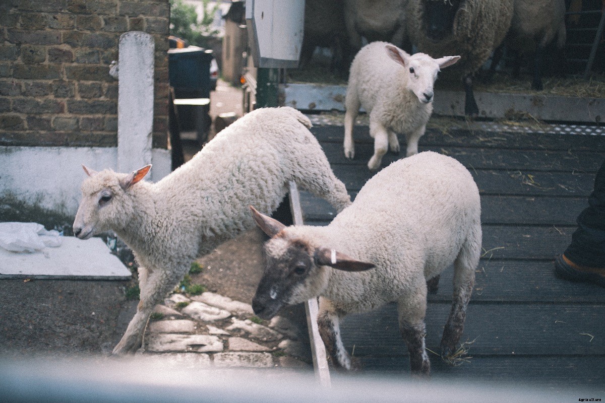 On Staging ‘King Lear’ with Sheep