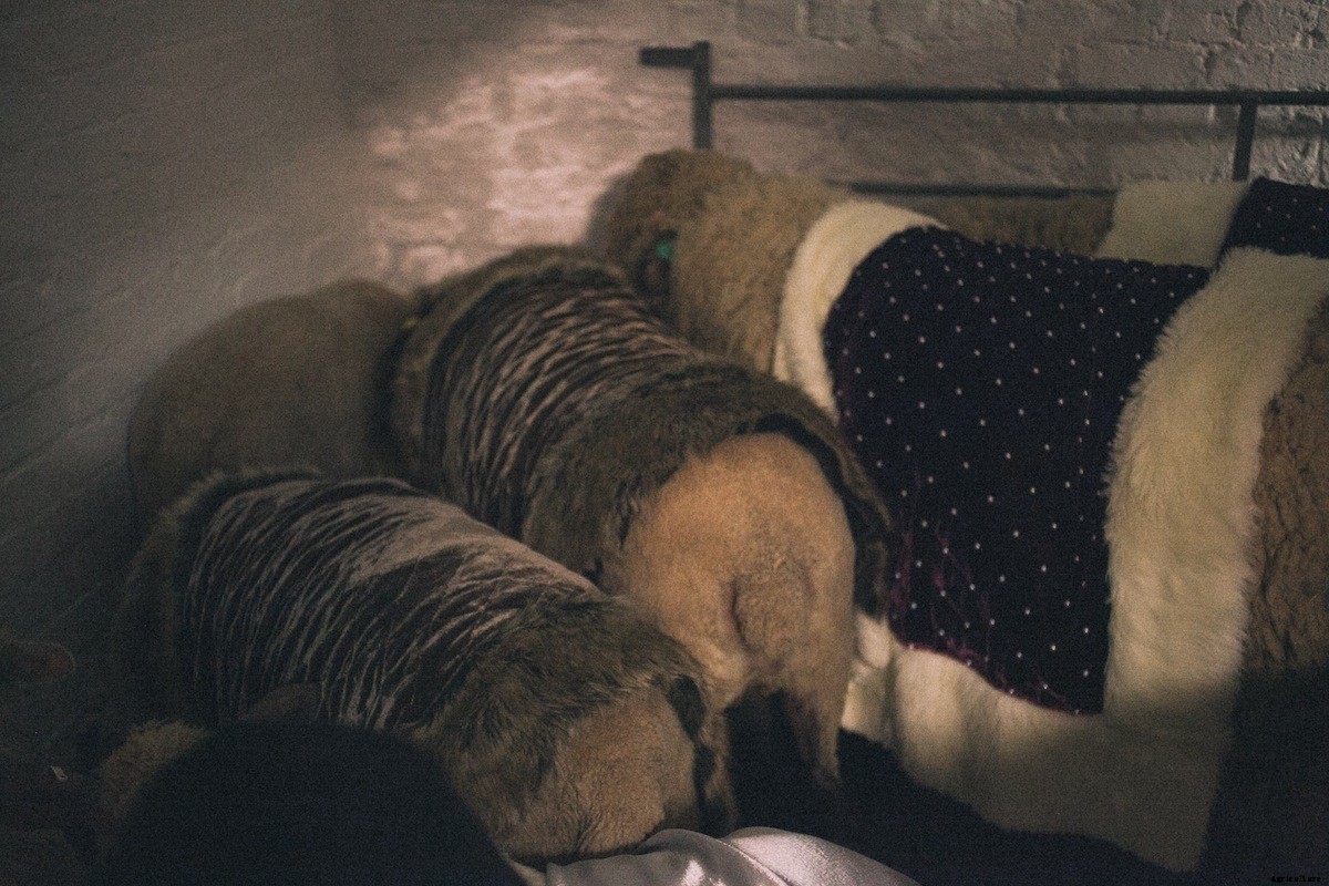 On Staging ‘King Lear’ with Sheep