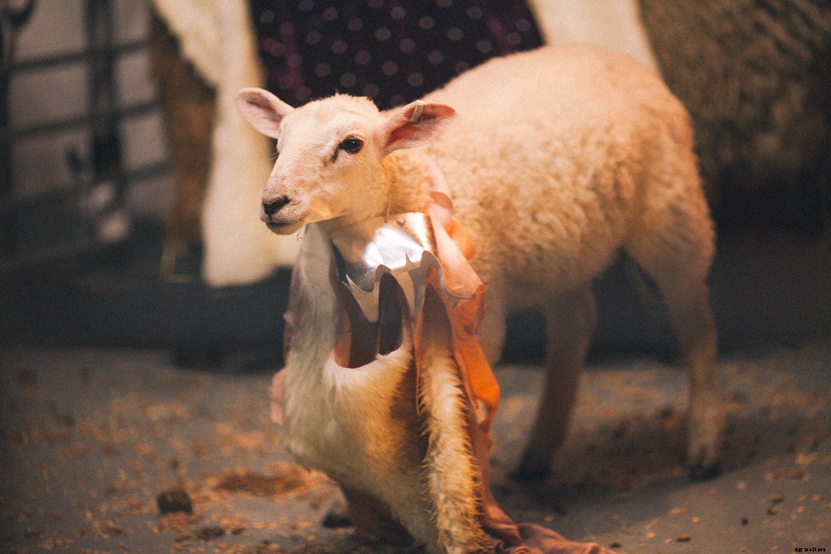 On Staging ‘King Lear’ with Sheep