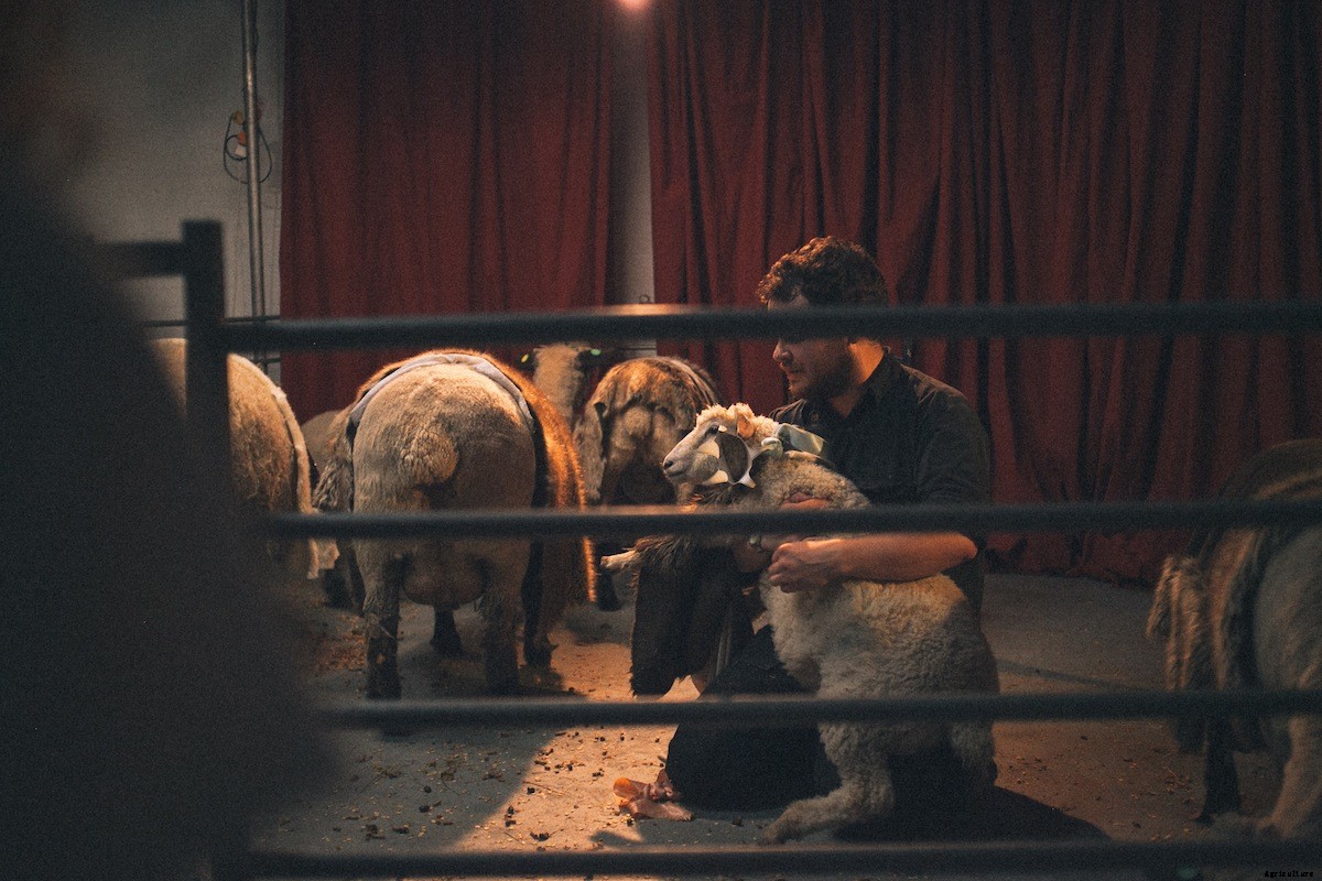 On Staging ‘King Lear’ with Sheep