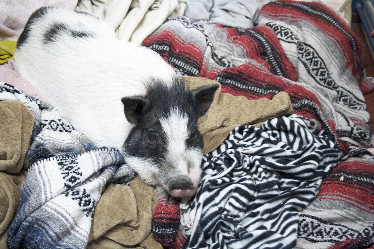 At the Pig Hotel, You Can Check Out But You’ll Never Want to Leave