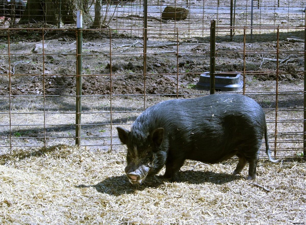 At the Pig Hotel, You Can Check Out But You’ll Never Want to Leave