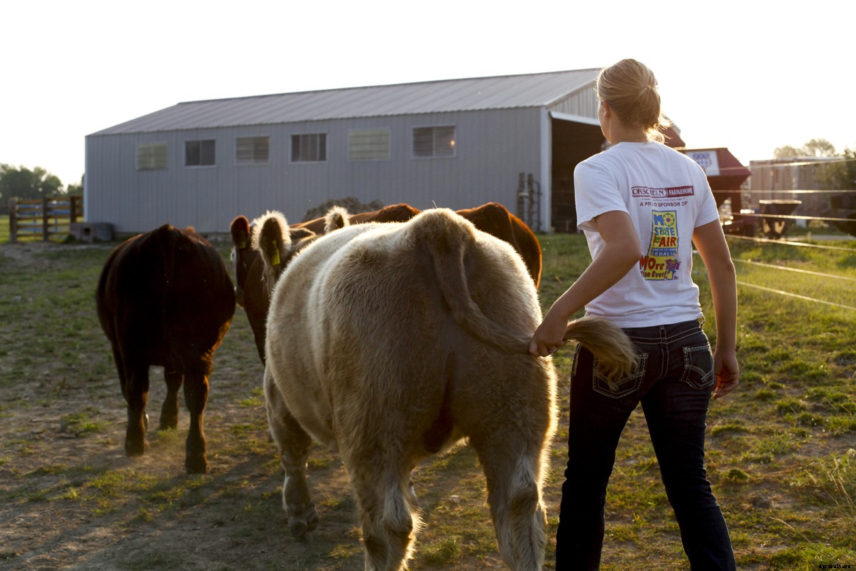 The Young Women of 4-H and Their Show Cattle