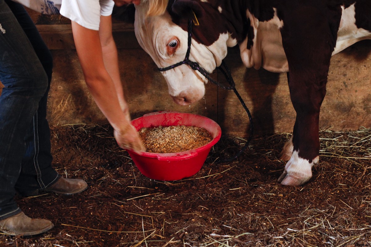 The Young Women of 4-H and Their Show Cattle