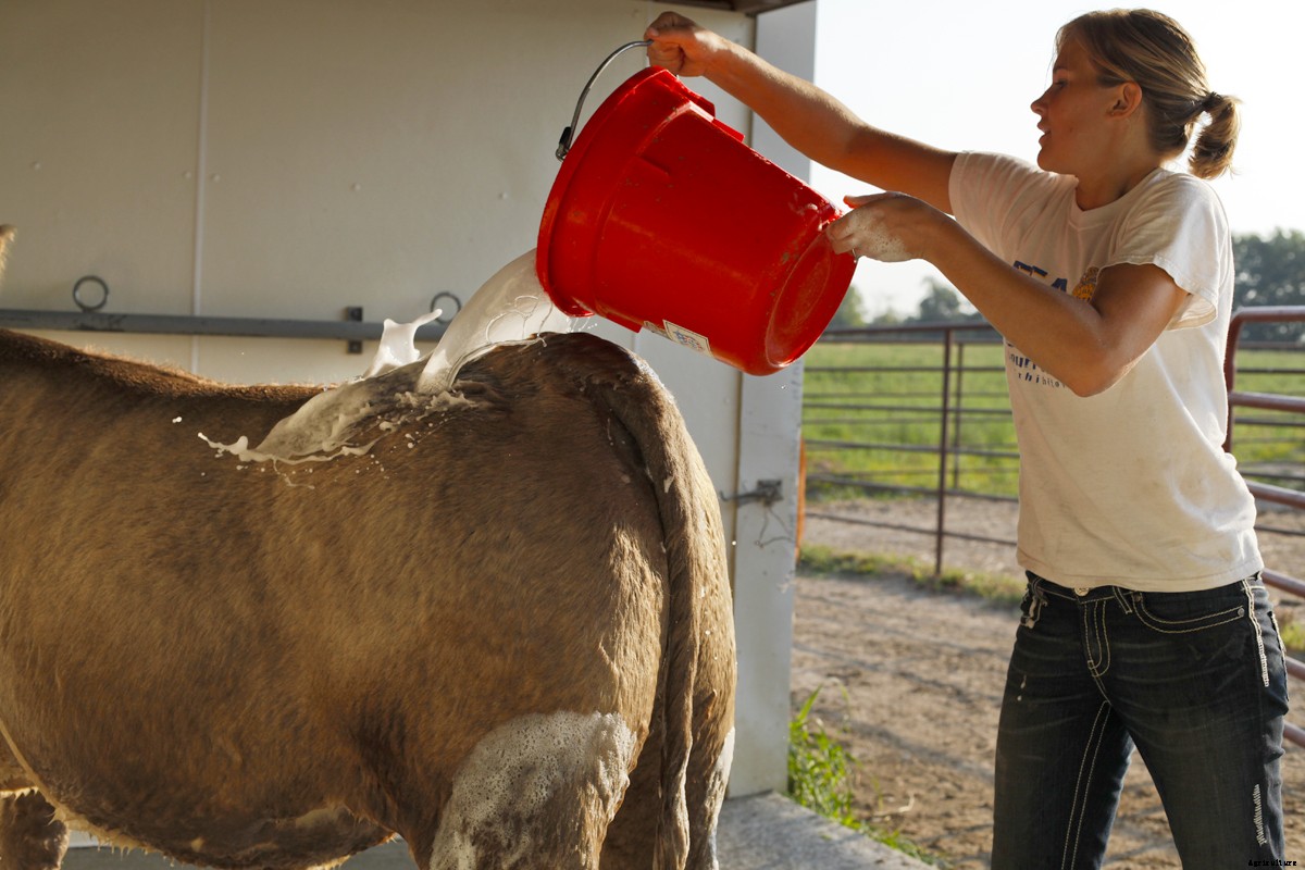 The Young Women of 4-H and Their Show Cattle