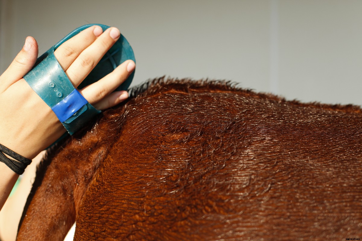 The Young Women of 4-H and Their Show Cattle