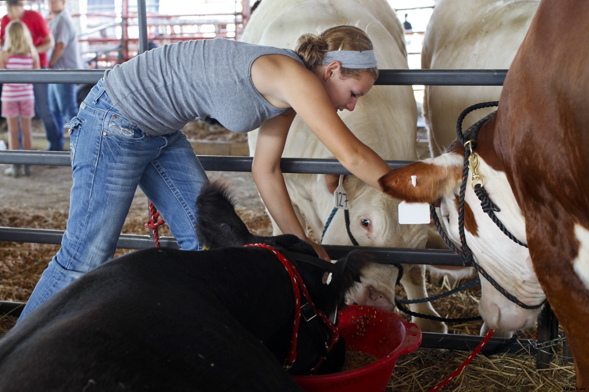 The Young Women of 4-H and Their Show Cattle