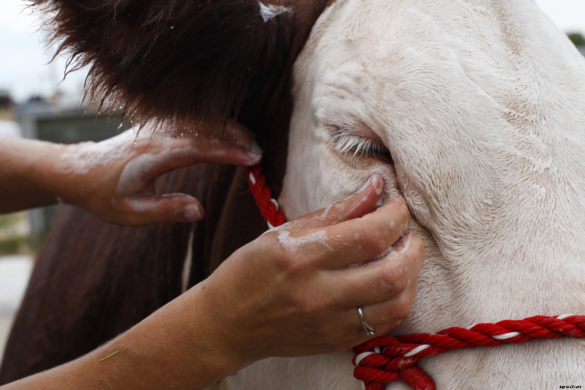 The Young Women of 4-H and Their Show Cattle