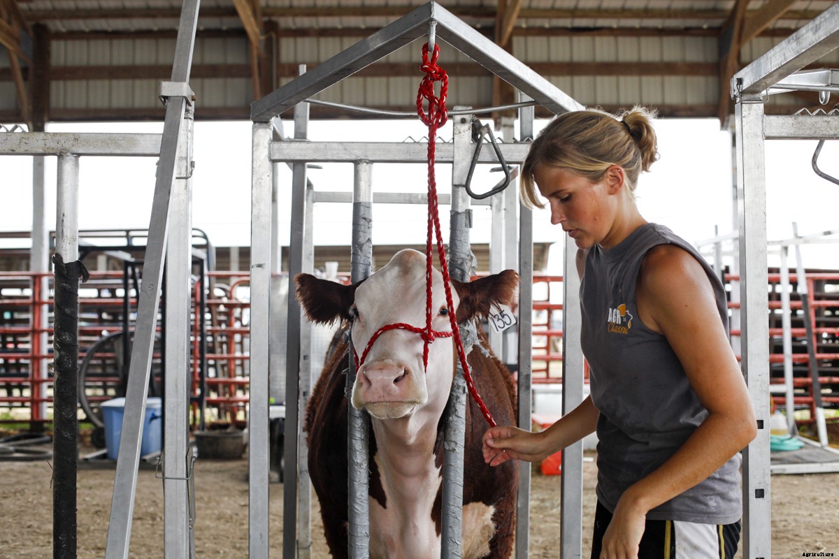 The Young Women of 4-H and Their Show Cattle