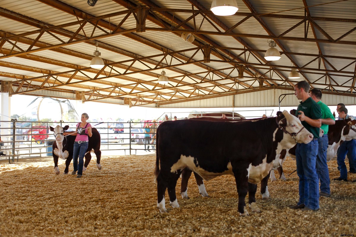 The Young Women of 4-H and Their Show Cattle