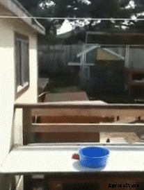 Inside the Wonderful World of Goat Parkour