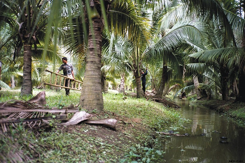 Coconut Water Goes Green