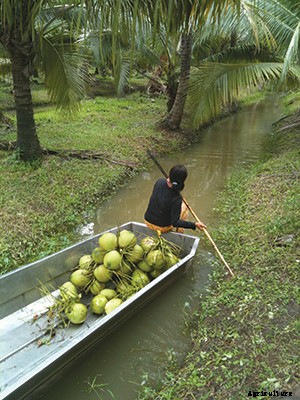 Coconut Water Goes Green