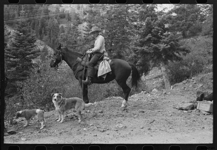 15 Vintage Pictures of Farm Dogs