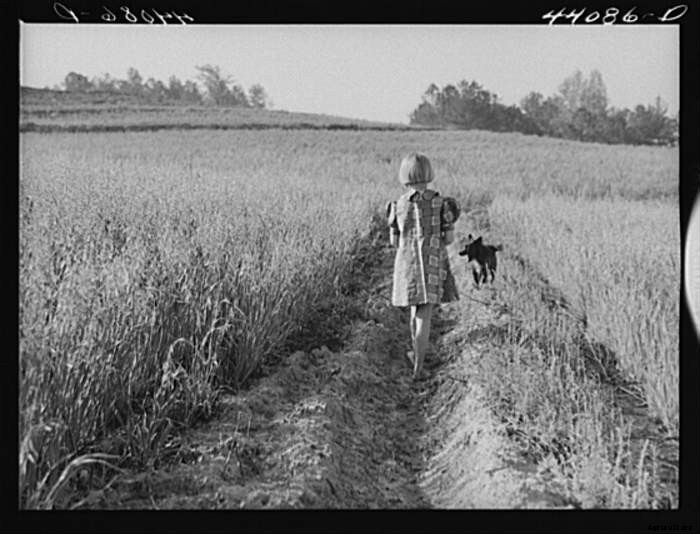 15 Vintage Pictures of Farm Dogs