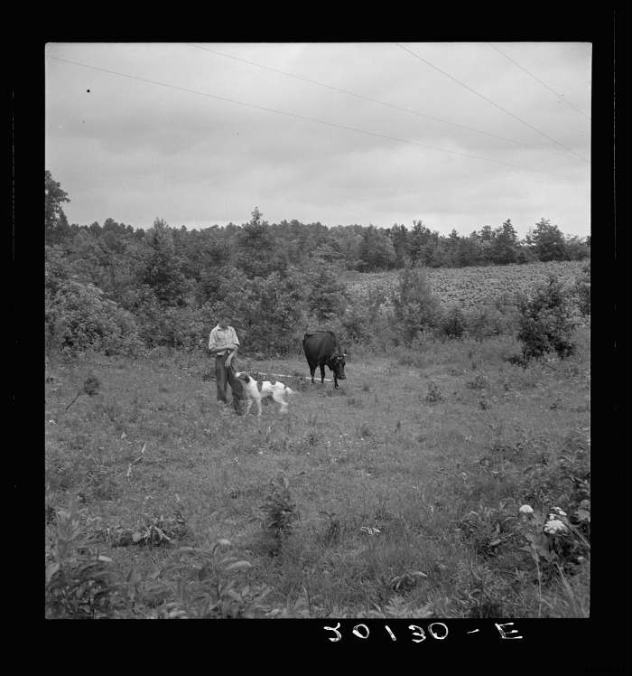 15 Vintage Pictures of Farm Dogs