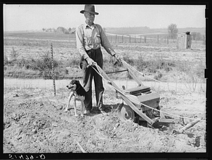 15 Vintage Pictures of Farm Dogs