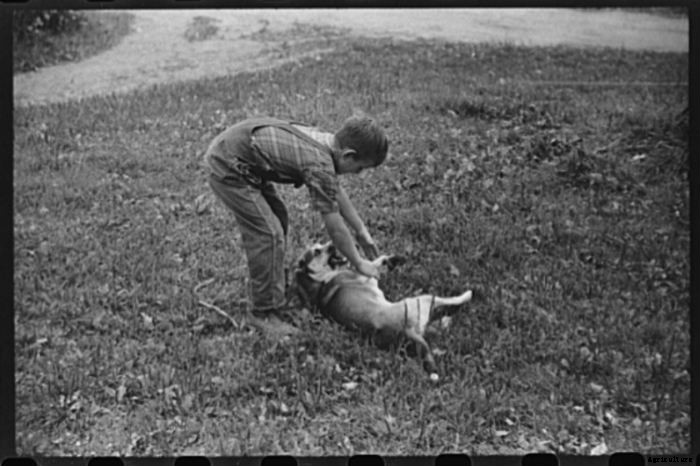 15 Vintage Pictures of Farm Dogs