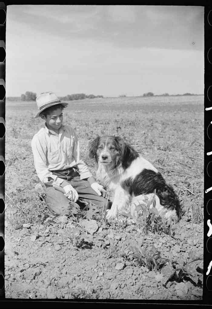 15 Vintage Pictures of Farm Dogs