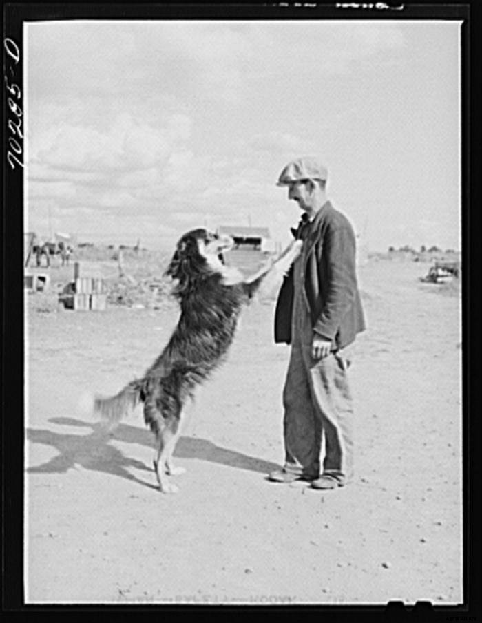 15 Vintage Pictures of Farm Dogs