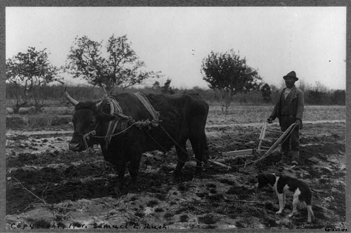15 Vintage Pictures of Farm Dogs