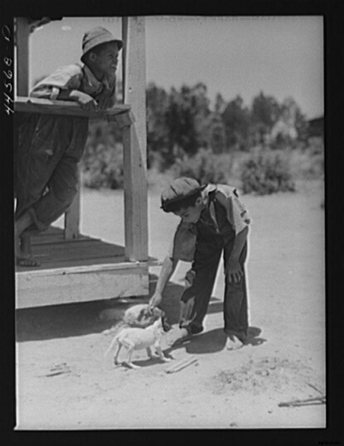 15 Vintage Pictures of Farm Dogs