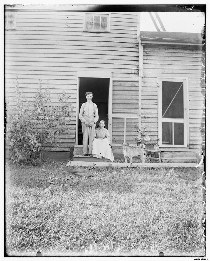15 Vintage Pictures of Farm Dogs