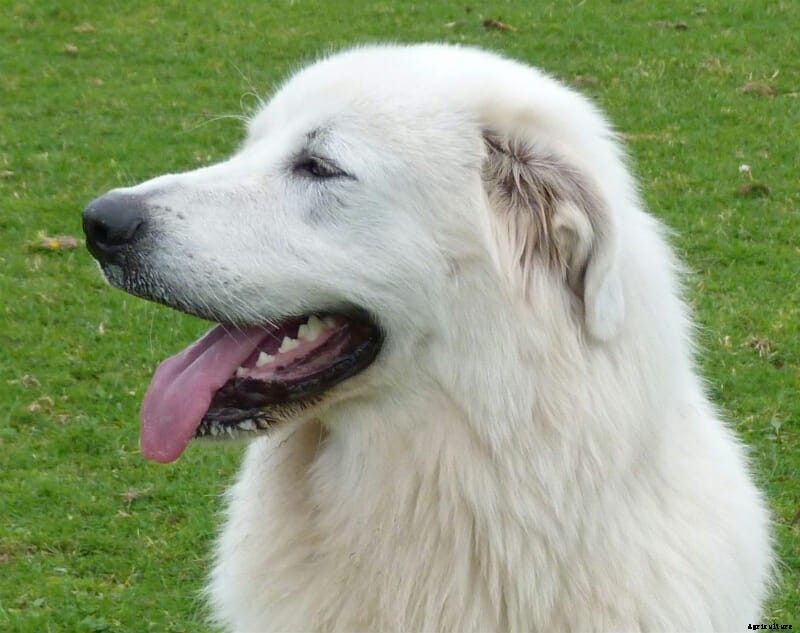 Meet Milo, Our Runner-Up Cover Dog