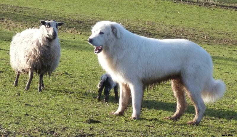 Meet Milo, Our Runner-Up Cover Dog