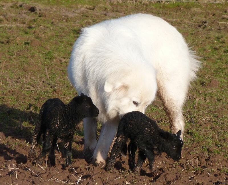 Meet Milo, Our Runner-Up Cover Dog