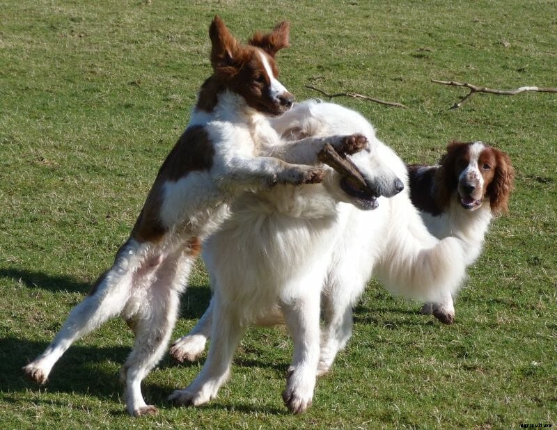 Meet Milo, Our Runner-Up Cover Dog