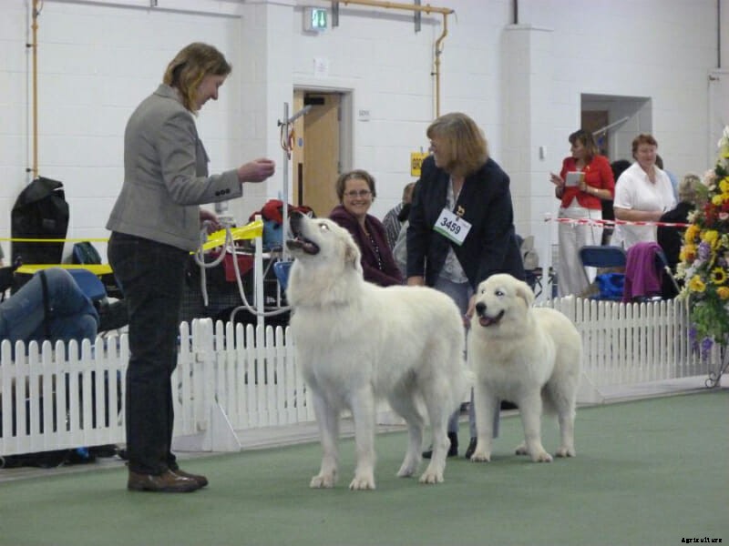 Meet Milo, Our Runner-Up Cover Dog
