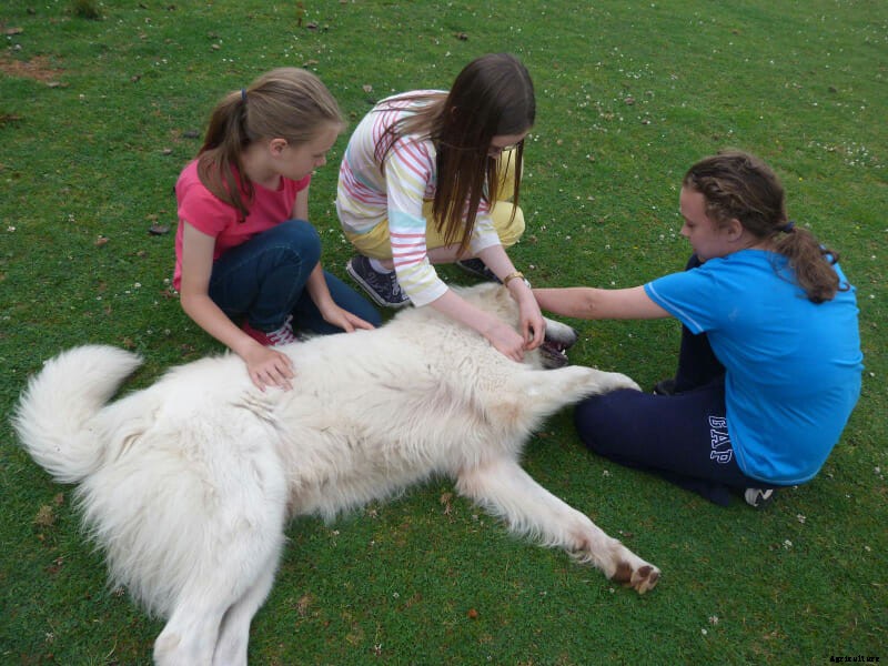 Meet Milo, Our Runner-Up Cover Dog