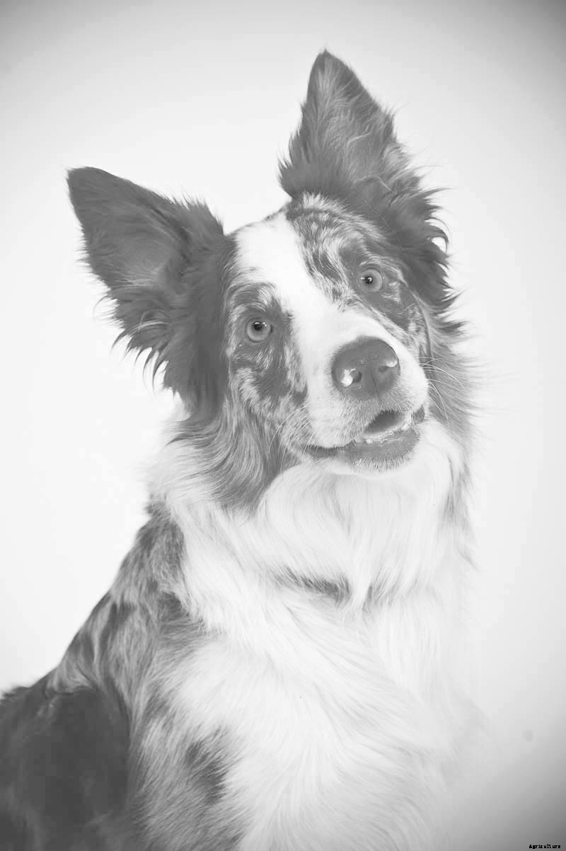 Ruff Choice: Which Farm Dog Is Right for You?