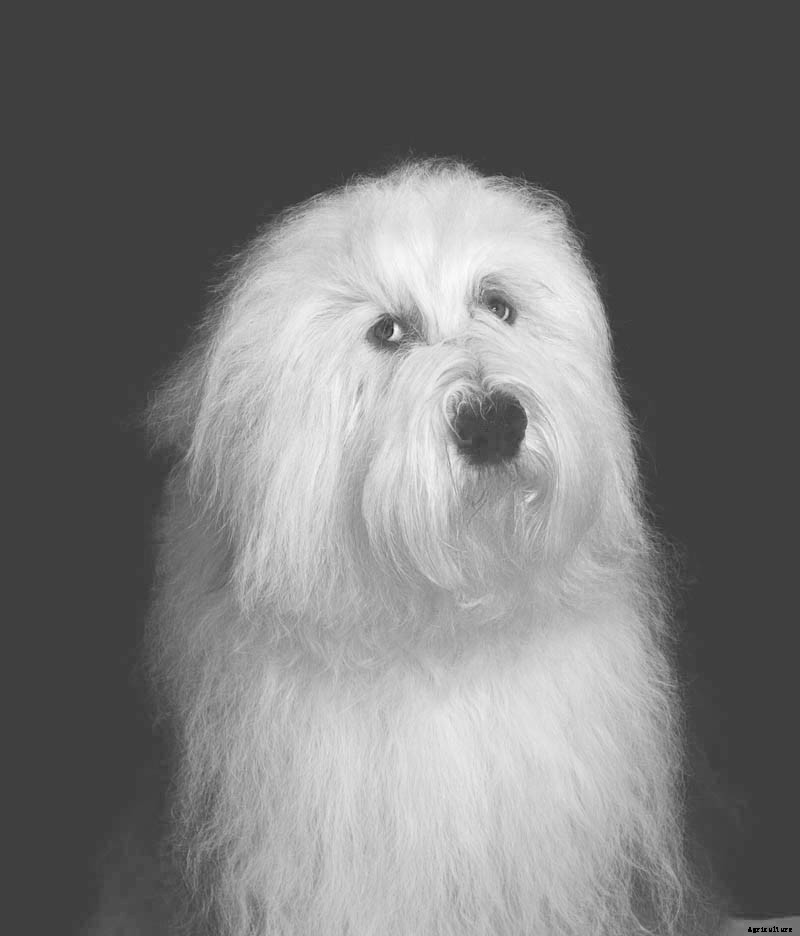 Ruff Choice: Which Farm Dog Is Right for You?