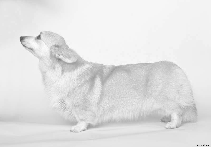 Ruff Choice: Which Farm Dog Is Right for You?