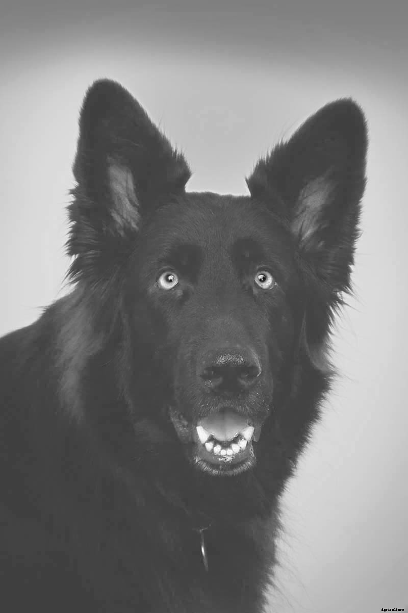 Ruff Choice: Which Farm Dog Is Right for You?