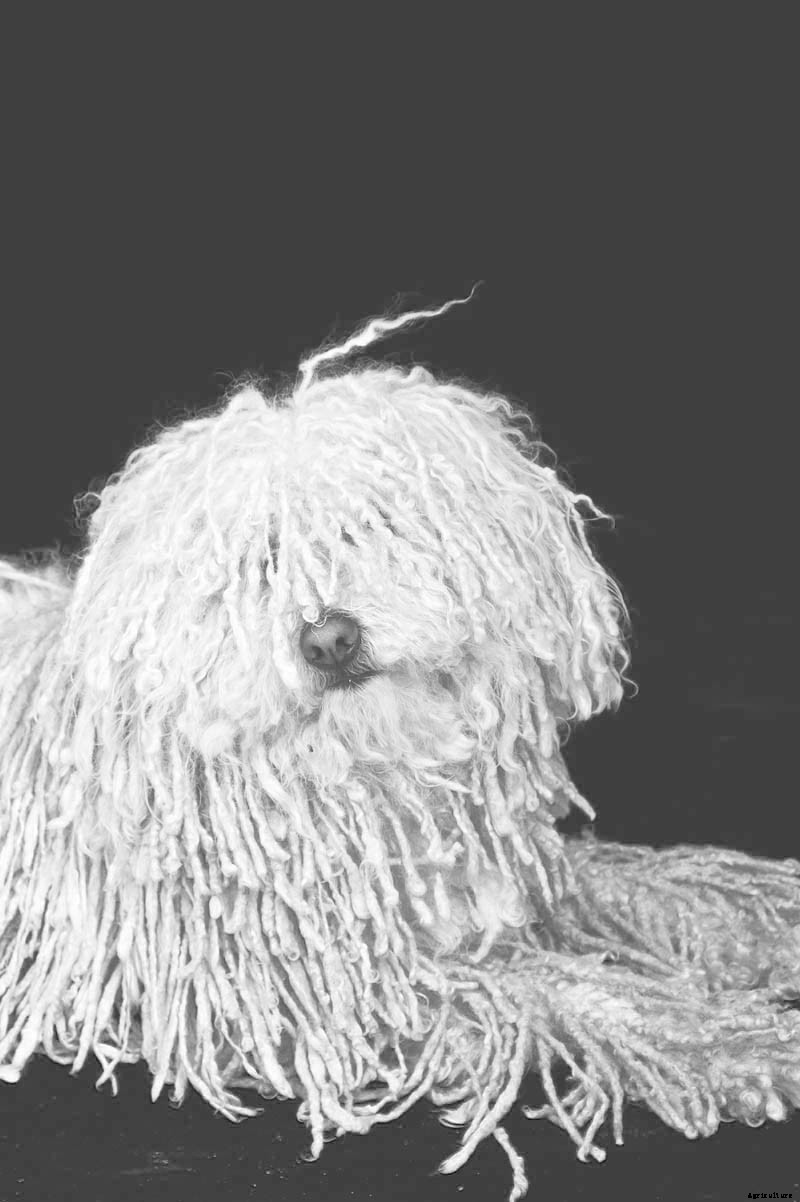 Ruff Choice: Which Farm Dog Is Right for You?