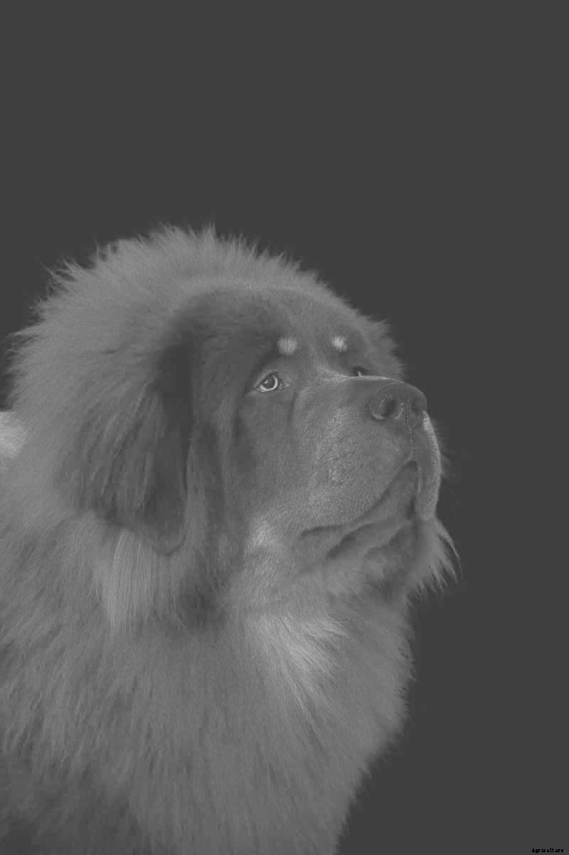 Ruff Choice: Which Farm Dog Is Right for You?