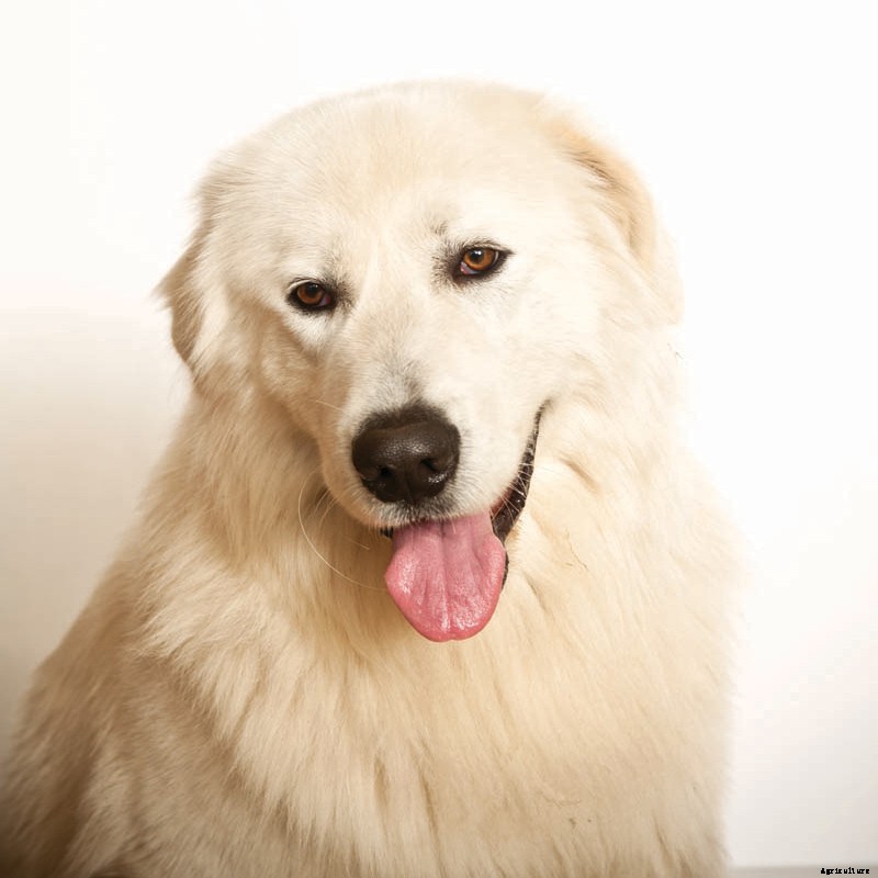 Ruff Choice: Which Farm Dog Is Right for You?