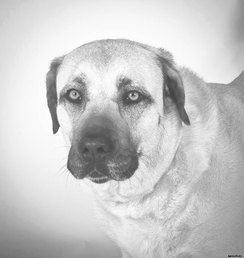 Ruff Choice: Which Farm Dog Is Right for You?