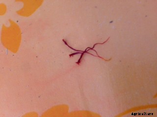 Red Gold: Farming Saffron in Sardinia