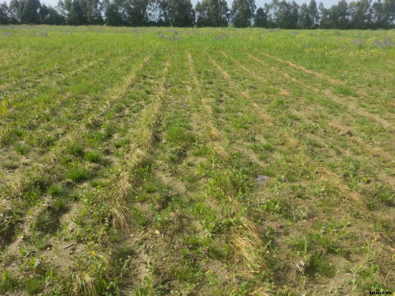 Red Gold: Farming Saffron in Sardinia