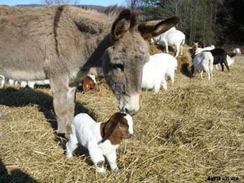 Modern Farmer’s Guide to Guard Donkeys