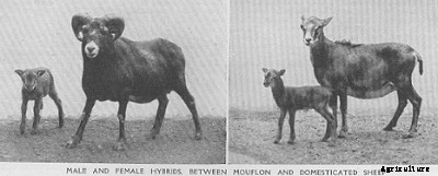 Debunking the Geep: How Many Sheep-Goat Hybrids Are Real?