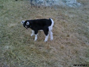 Debunking the Geep: How Many Sheep-Goat Hybrids Are Real?