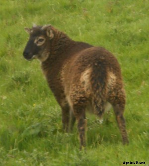 Debunking the Geep: How Many Sheep-Goat Hybrids Are Real?