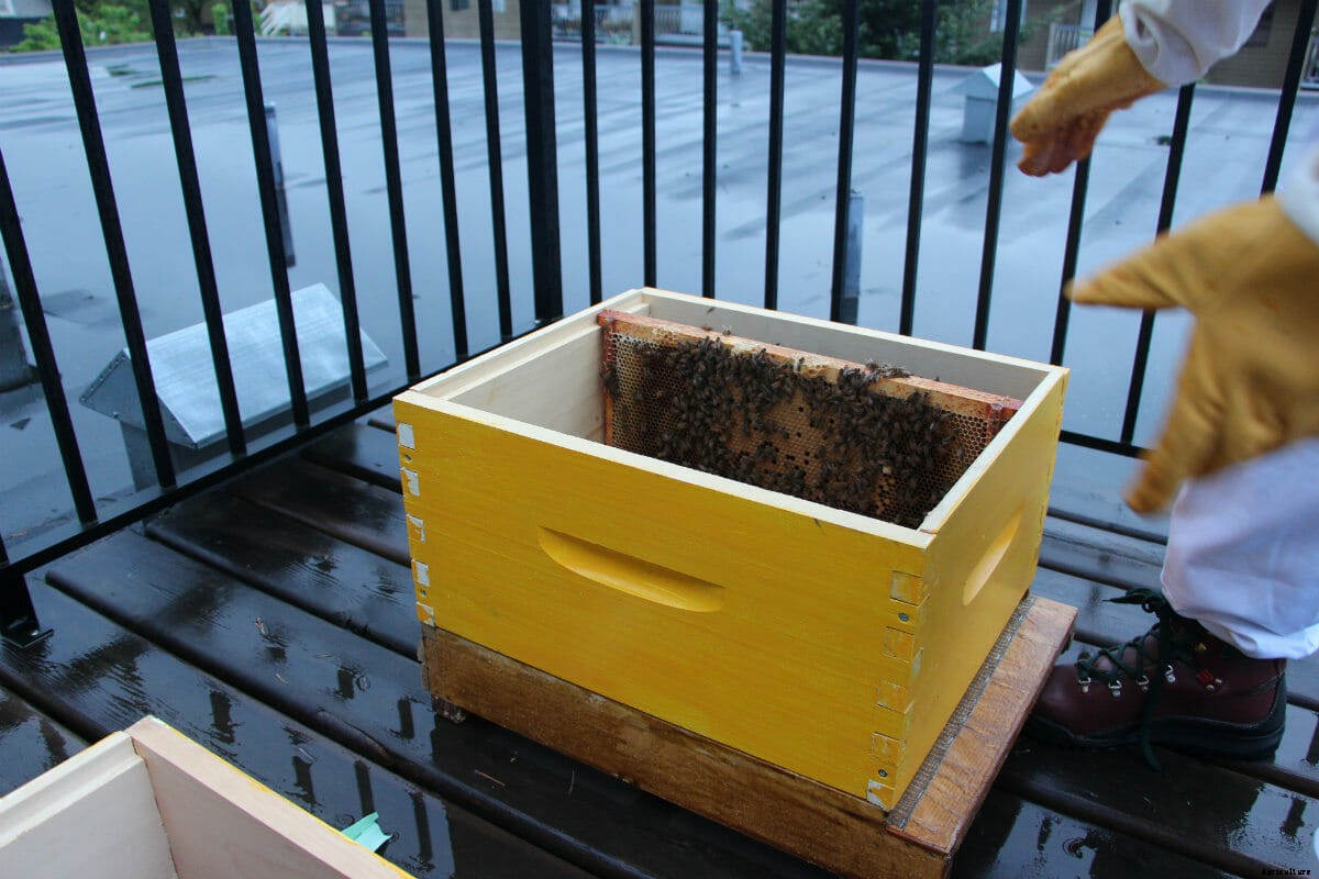 A Home for Me and My Bees
