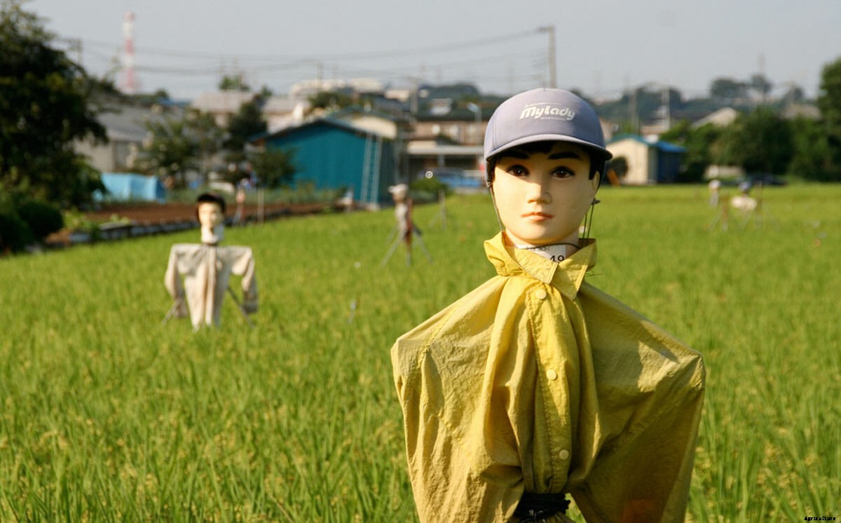 Hay, Man: The Curious Life and Times of Scarecrows